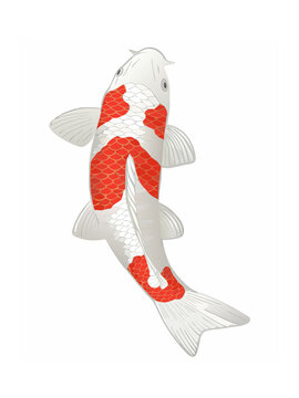 red fish bash fish illustration 