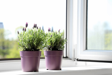 Pots with lavender flowers on windowsill at home