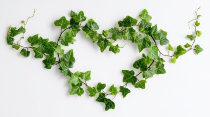 Green ivy leaves arranged in a symmetrical heart shape on a plain white background,