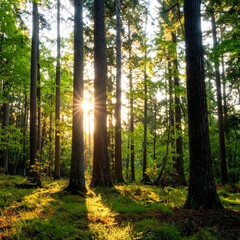 Sunlight through forest canopy