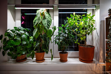Growing plants under phyto lamp on window at home in winter season. LED lamp for supplementary lighting of Citrus, Philodendron Splendid, Pilea, Ficus houseplants. Plant care, additional illumination. © DimaBerlin