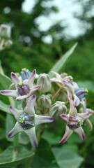 pink and white flower