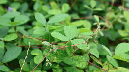 green leaves on a bush