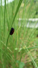 Fototapeta premium spider on a leaf