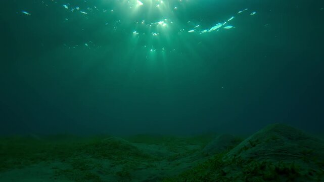 Seabed seagrass meadow with sandy hills in bright sunbeams at sunrise, Camera moves forward above hilly sand bottom покрытое Smooth ribbon seagrass in the morning light