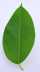 Obraz premium Single vibrant green leaf against white background