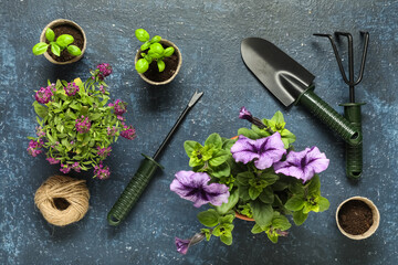 Composition with potted plants and gardening tools on color background