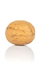 Single walnut, light brown, on white background