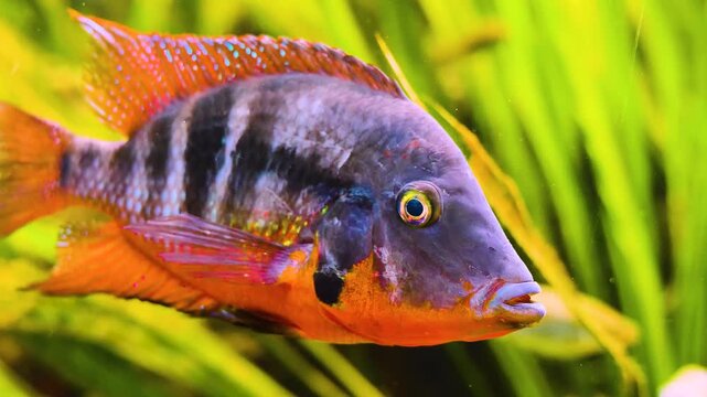 Close up of an Orange zebra cichlid fish floating underwater between water plants