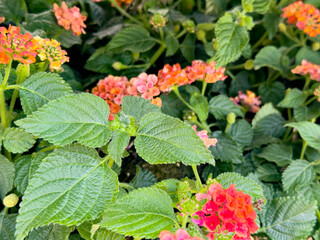 A view of some hybrid lantana flowers and leaves.