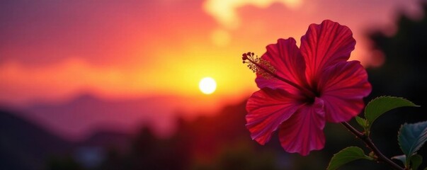 Elegant hibiscus silhouettes against sunset, vibrant hues, outline, floral silhouette