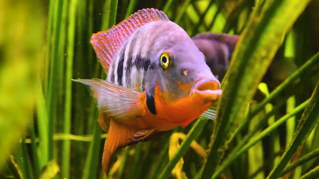 Close up of an Orange zebra cichlid fish floating underwater between water plants