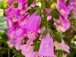 A closeup view of the pink panther foxglove flower. © DAVID