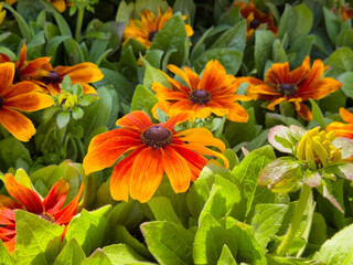 A view of some hybrid color black eyed Susan flowers.
