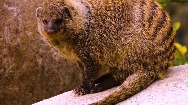 Close up of a mongoose resting on a rock and watching on a sunny spring day