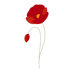 Poppy Flower Botanical Illustration