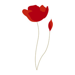 Poppy Flower Botanical Illustration
