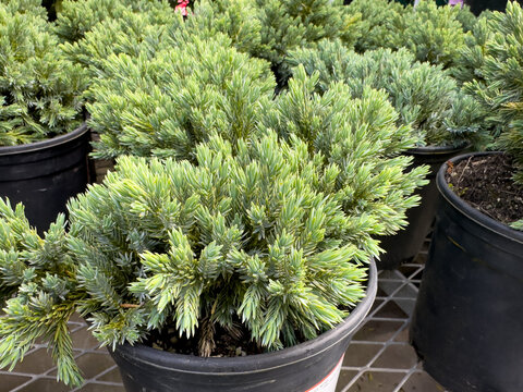 A view of several potted Blue Star Himalayan juniper plants, at a local nursery.