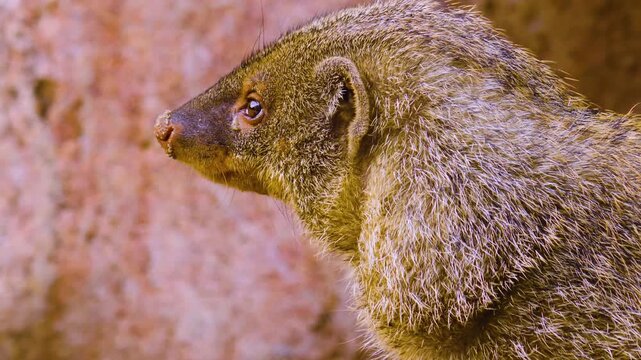 Close up of a mongoose resting on a rock and watching on a sunny spring day