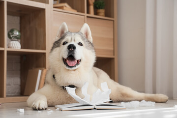 Naughty dog chewing book on floor at home