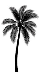 Obraz premium Elegant silhouette of a tropical palm tree evoking summer vacations and island escapes