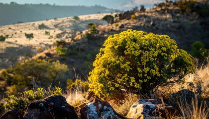 Sunny landscape with vibrant yellow bush