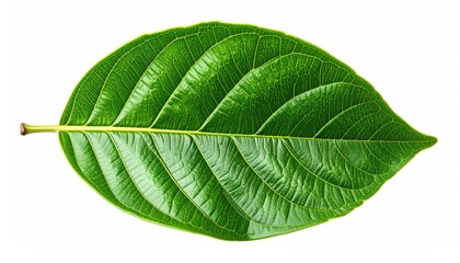 Obraz premium Vivid green leaf, intricate veining, against a clean white background, detailed