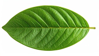 Fototapeta premium Close-up of a vibrant green leaf showcasing intricate veins against a white backdrop