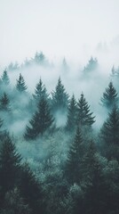 Misty forest scene, tall pines shrouded in pale mist