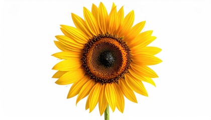 Fototapeta premium A vibrant, close-up view of a sunflower in full bloom against a white backdrop