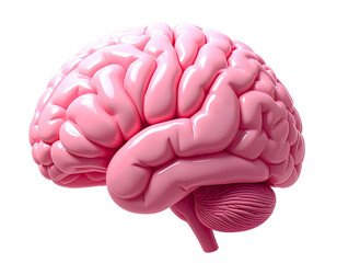 Smooth pink brain organ with gyrus and sulcus details isolated on transparent background