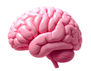 Smooth pink brain organ with gyrus and sulcus details isolated on transparent background