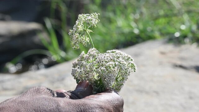 Indian Moon Carrot flower. Its common names Indian Stone Parsley, Vanayamam, Vanayamani and Seseli diffusum. It is used in many Ayurvedic medicines.