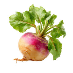 Fresh turnip with vibrant green leaves
