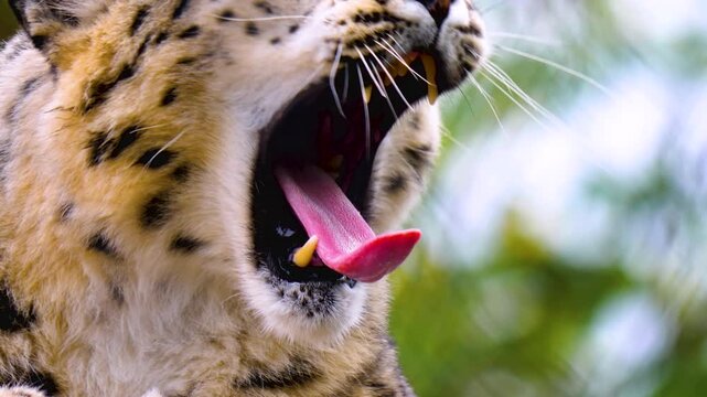 Close up of a snow leopard head, face and teeth resting on a rock and yawning opening his mouth wide on a cloudy day