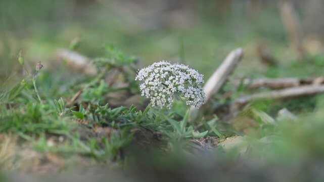 Indian Moon Carrot flower. Its common names Indian Stone Parsley, Vanayamam, Vanayamani and Seseli diffusum. It is used in many Ayurvedic medicines.