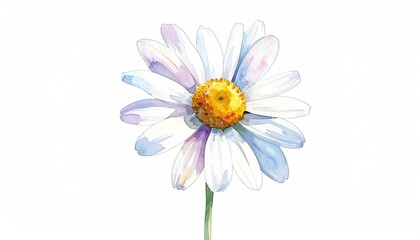 Watercolor illustration of a daisy flower with white, purple, and yellow details