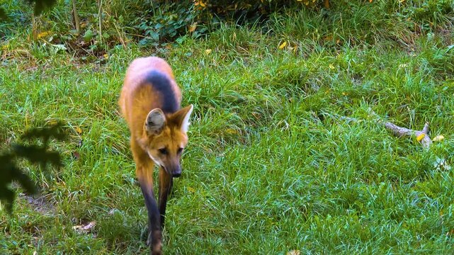 Close up of an orange mane wolf walking around in grass ona meadow ona sunny spring day