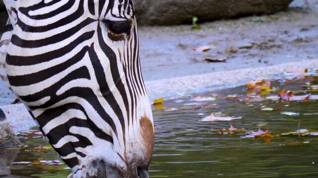 Close up of a zebra head drinking water from a pond ona sunny day