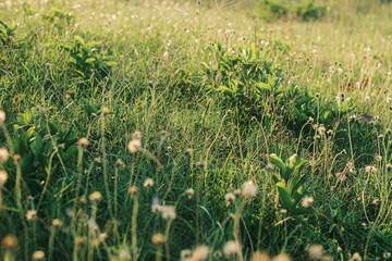 A field of tall green grass and small white wildflowers bathed in warm sunlight, creating a peaceful and natural scene.