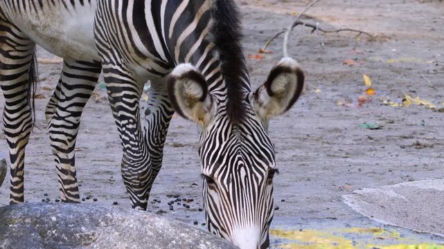 Close up of a zebra head drinking water from a pond ona sunny day