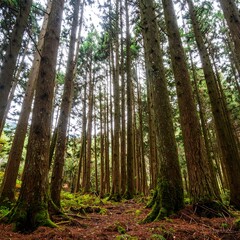 Tall trees in a dense forest