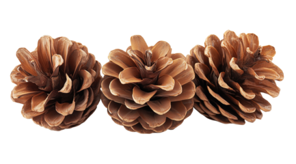 Three brown pine cones on white, created with AI