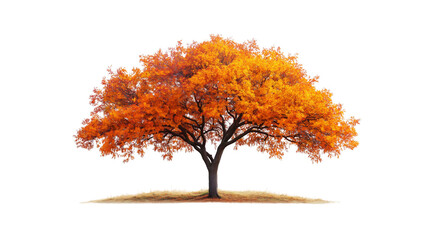 Naklejka premium A stunning tree displays brilliant orange leaves, created with AI