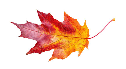 Obraz premium Vibrant autumn leaf details, created with AI