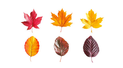 Obraz premium Vibrant leaves in various patterns, created with AI