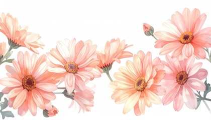 Fototapeta premium Watercolor painting of a row of peach-colored daisies against a white background