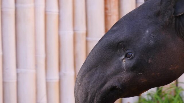 Close up of an malayen tapir head walking around and wiggling his nose on a sunny day