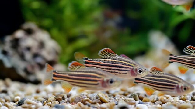 Zebra danio fish swimming in an aquarium with pebbles and plants