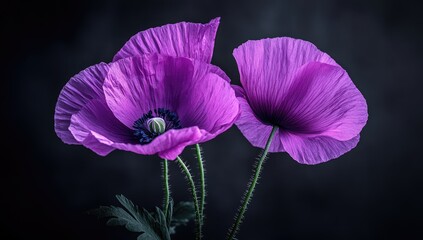 Three purple poppies in soft light against dark backdrop